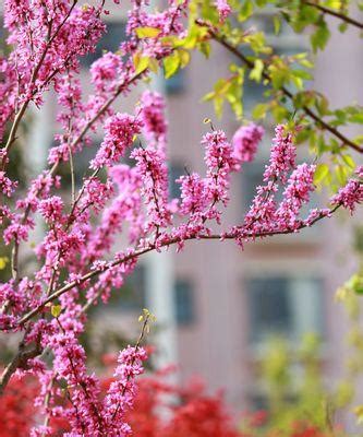 代表家人的花|花语传递亲情的力量（以鲜花为纽带，表达深沉的亲情。